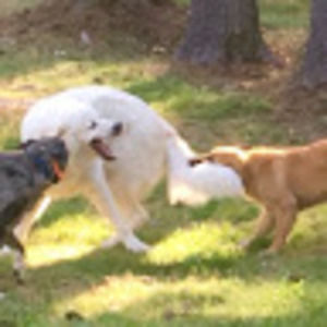 Meet your Posher, Kaya